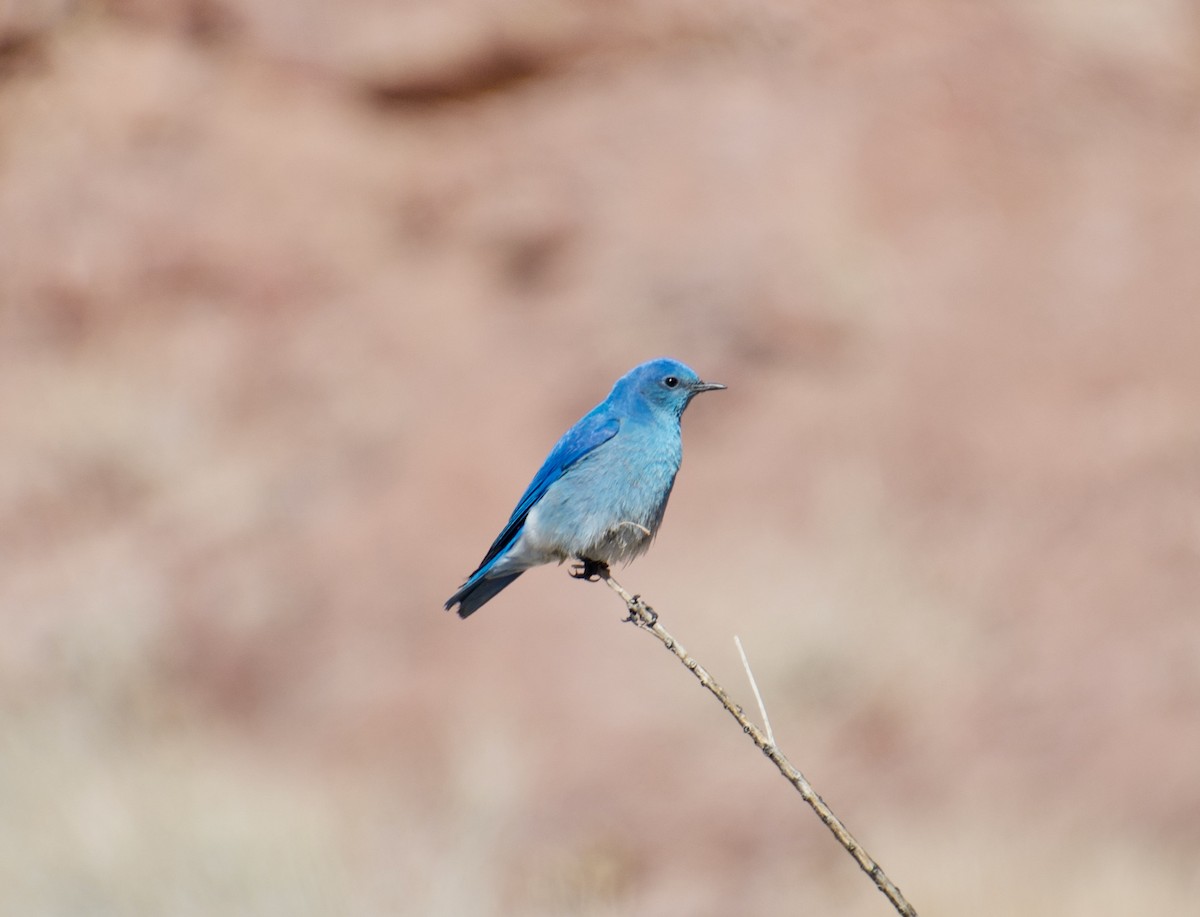 Mountain Bluebird - ML314195001