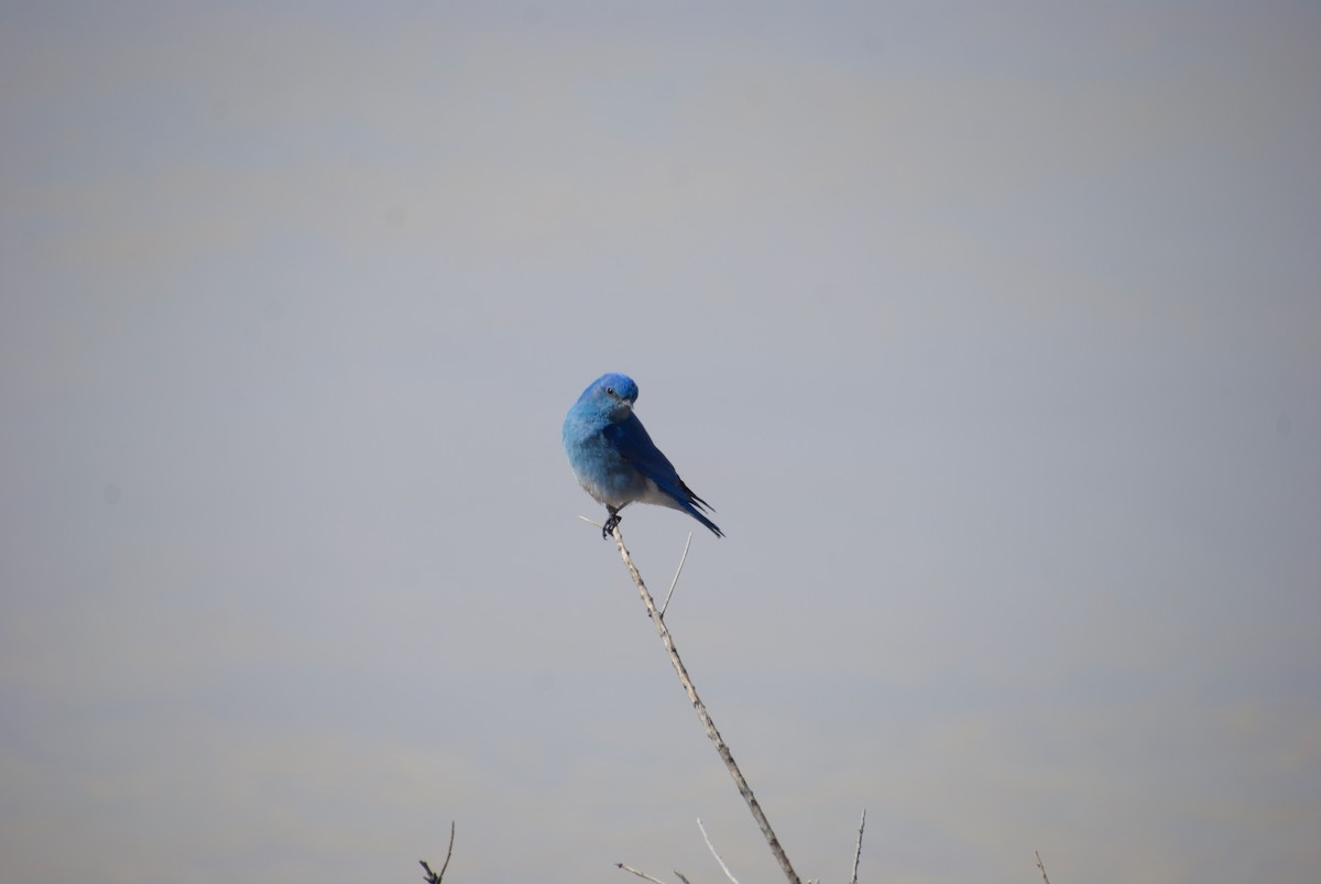 Mountain Bluebird - ML314195071