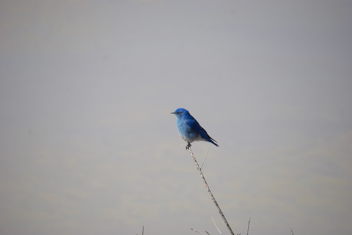 Mountain Bluebird - ML314195091