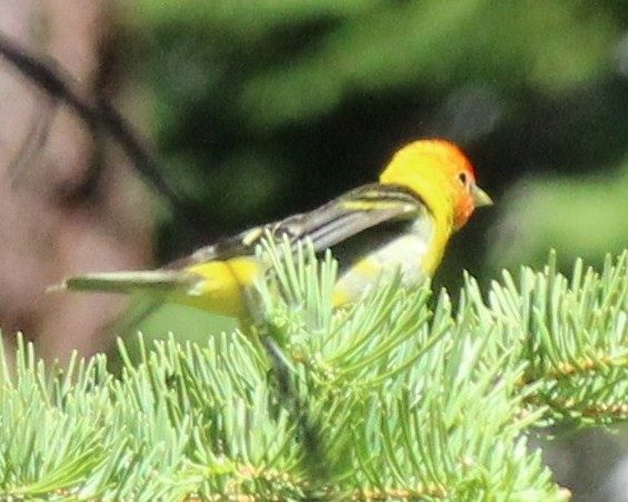 Western Tanager - Nancy Crosby