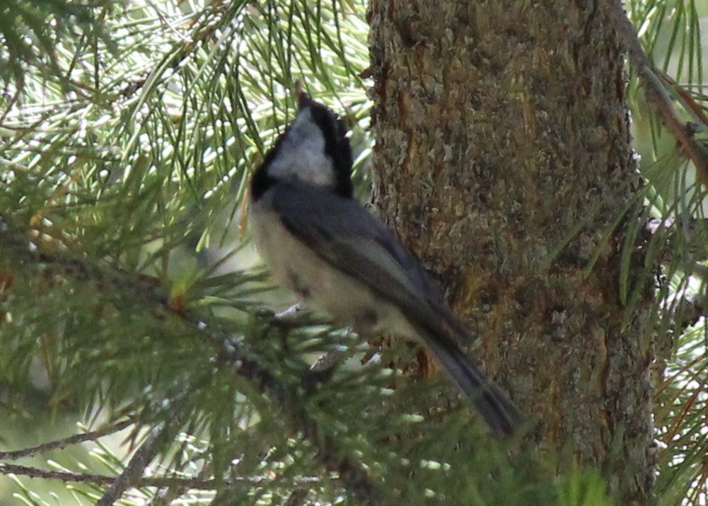 Mountain Chickadee - Nancy Crosby