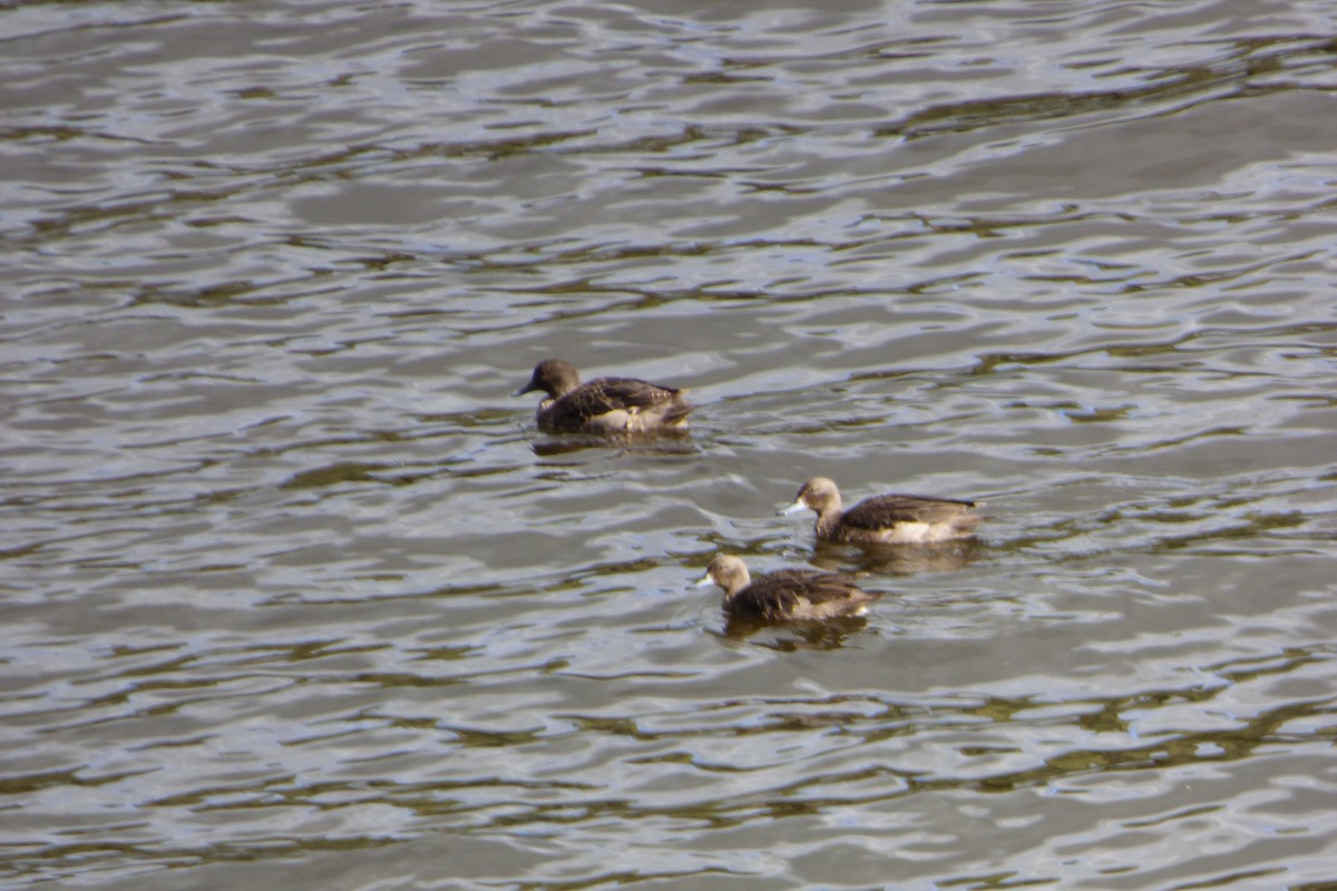 Andean Teal - ML314196581