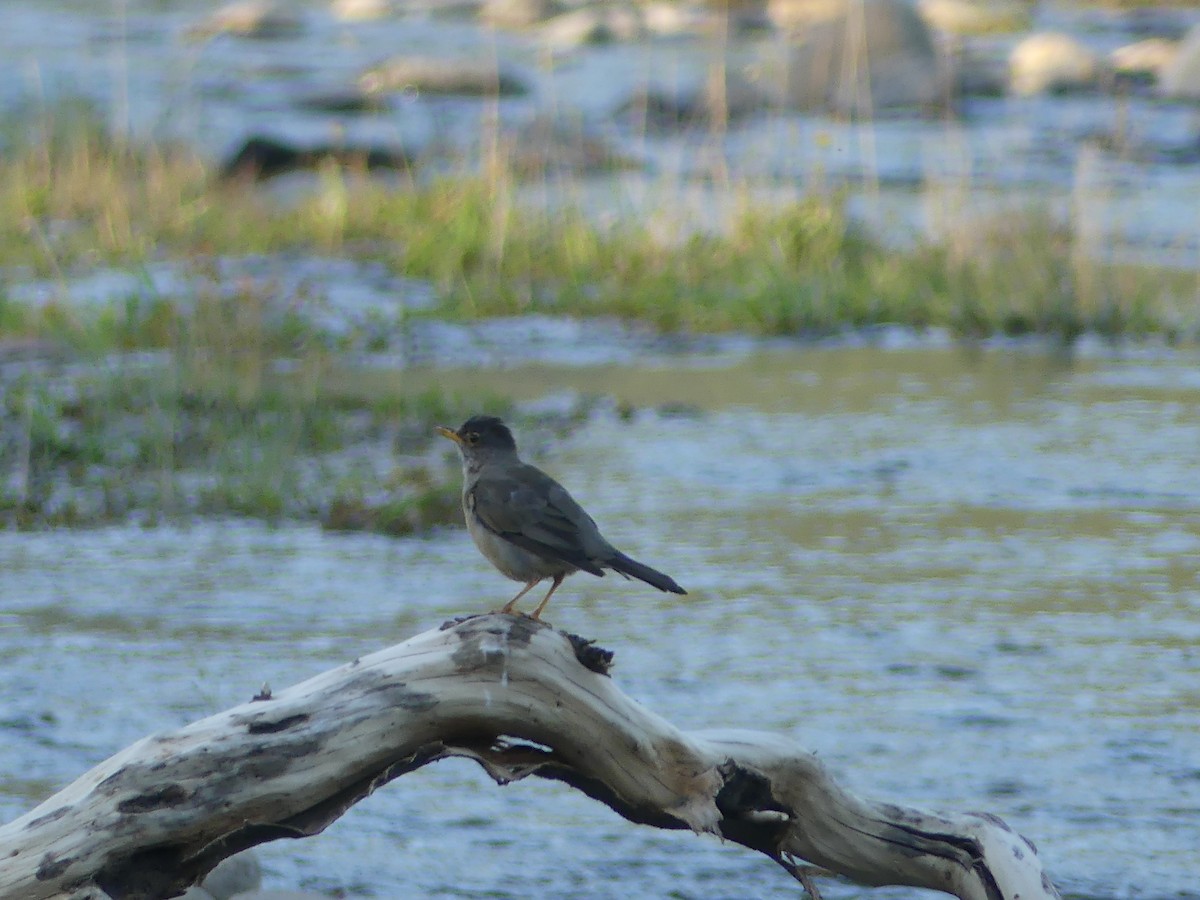 Austral Thrush - ML314198001