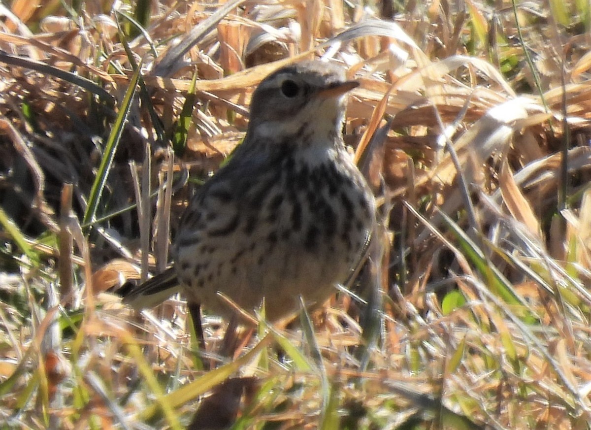 American Pipit - ML314199091