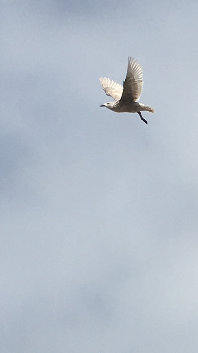 Glaucous-winged Gull - ML314200991