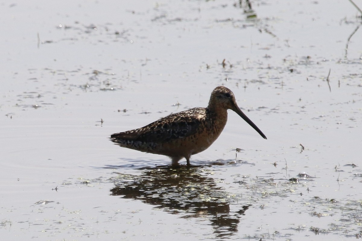 Long-billed Dowitcher - ML31420121