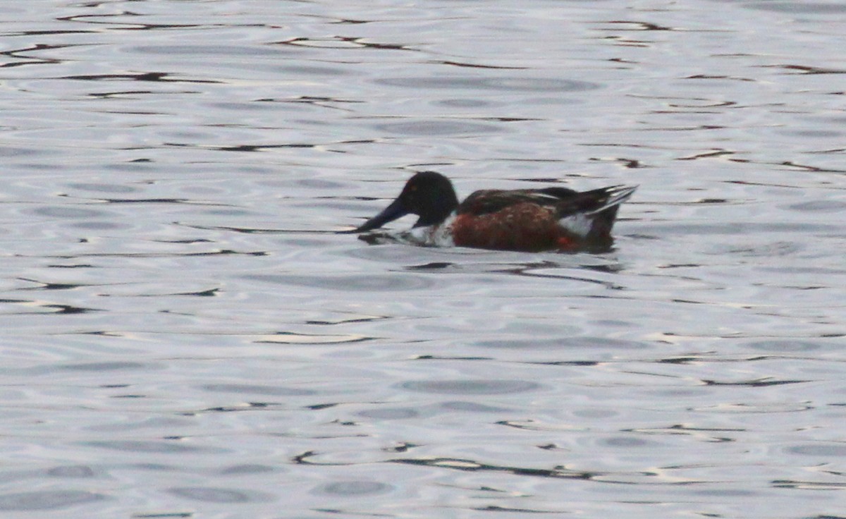 Northern Shoveler - ML314202151