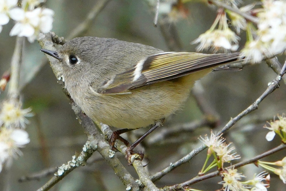 Ruby-crowned Kinglet - deborah grimes