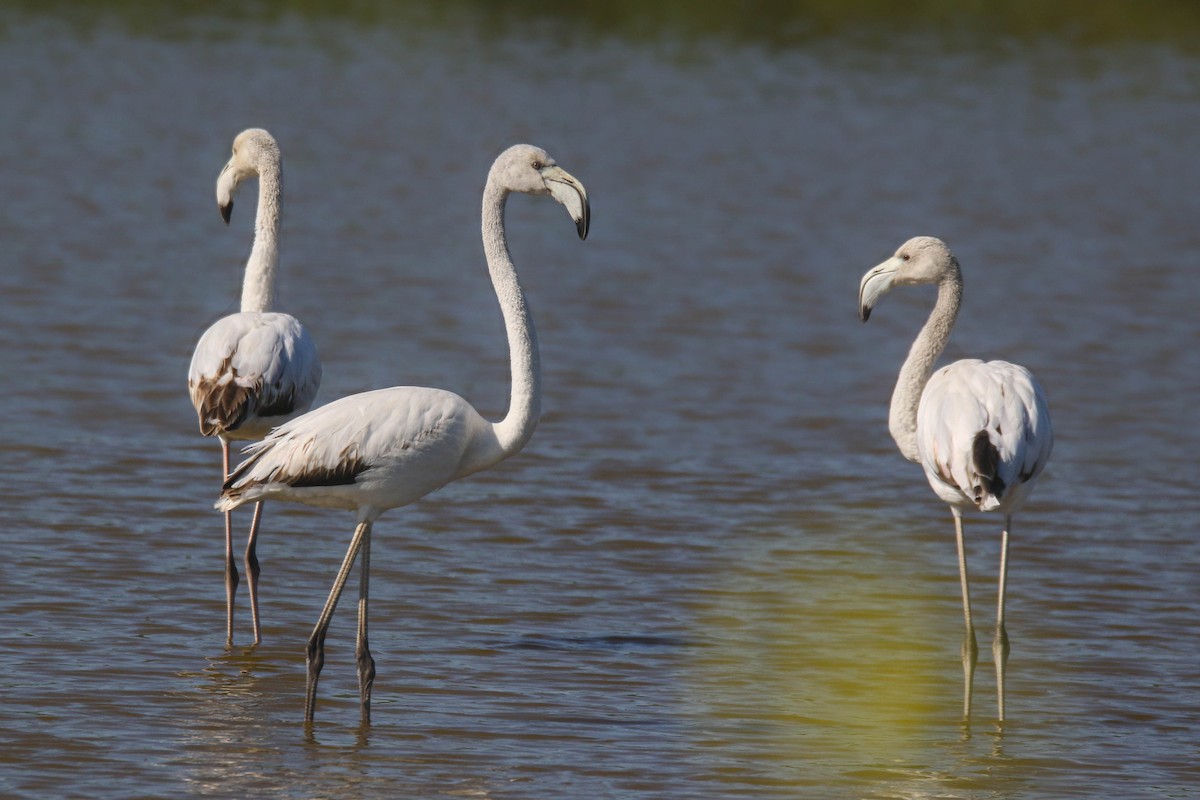 Greater Flamingo - ML314202991