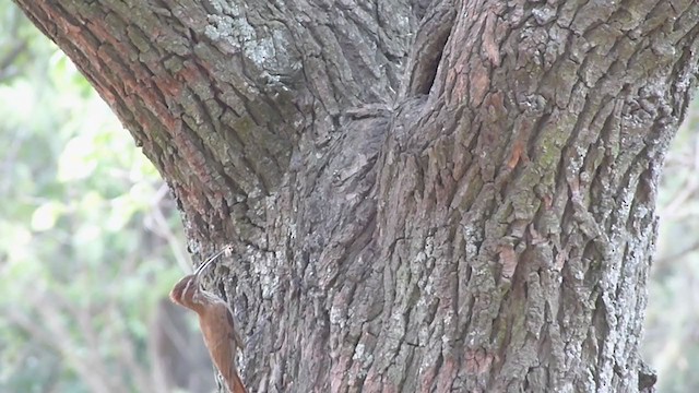 Scimitar-billed Woodcreeper - ML314203441