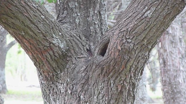 Scimitar-billed Woodcreeper - ML314203521