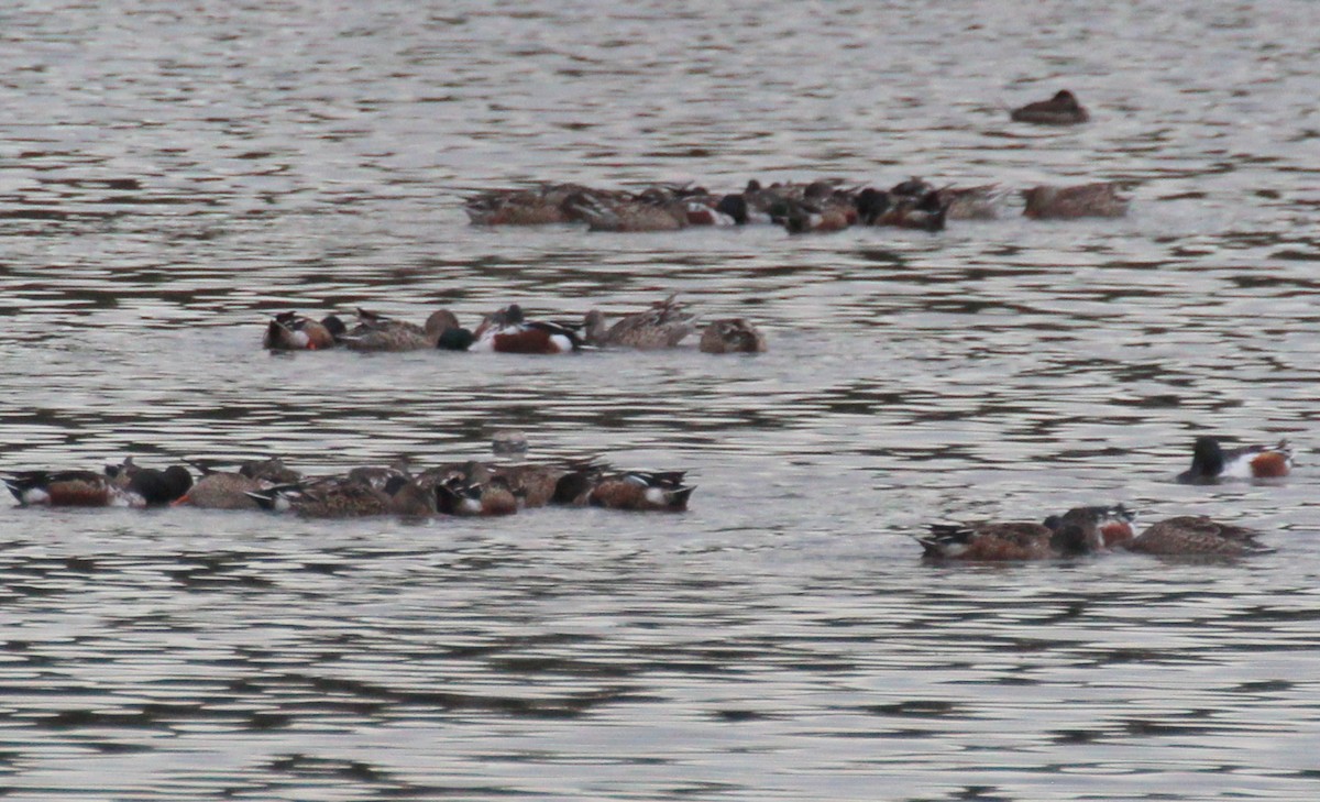 Northern Shoveler - Gary Leavens