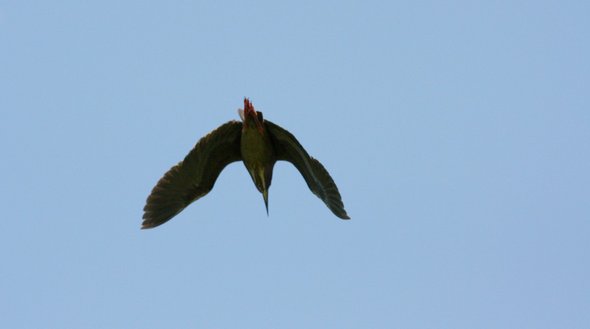 Green Heron - ML31420391