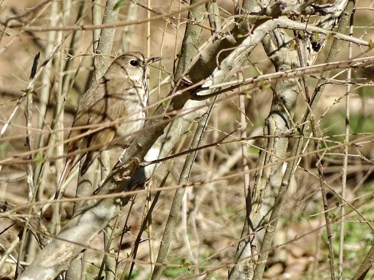 Hermit Thrush - ML314204501