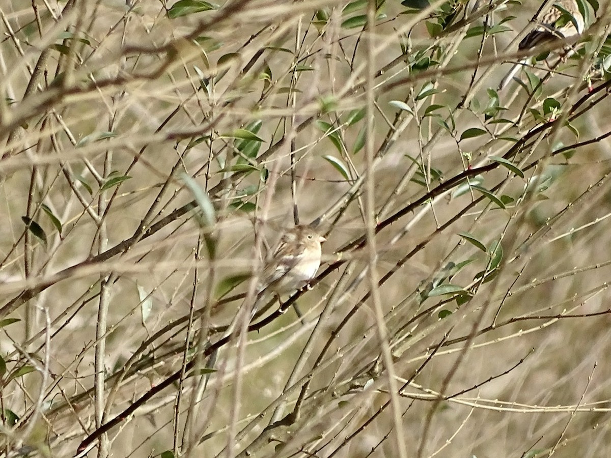 Field Sparrow - ML314207071