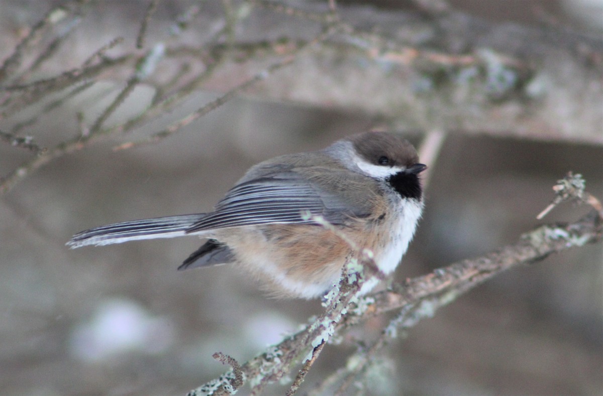 Boreal Chickadee - ML314207131