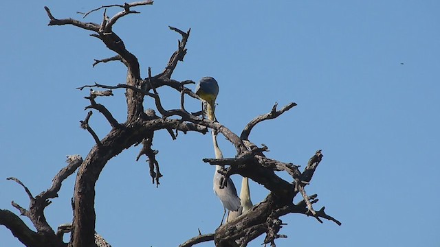 Garza Chiflona - ML314207781