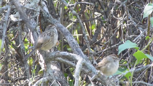 Chaco Sparrow - ML314208611