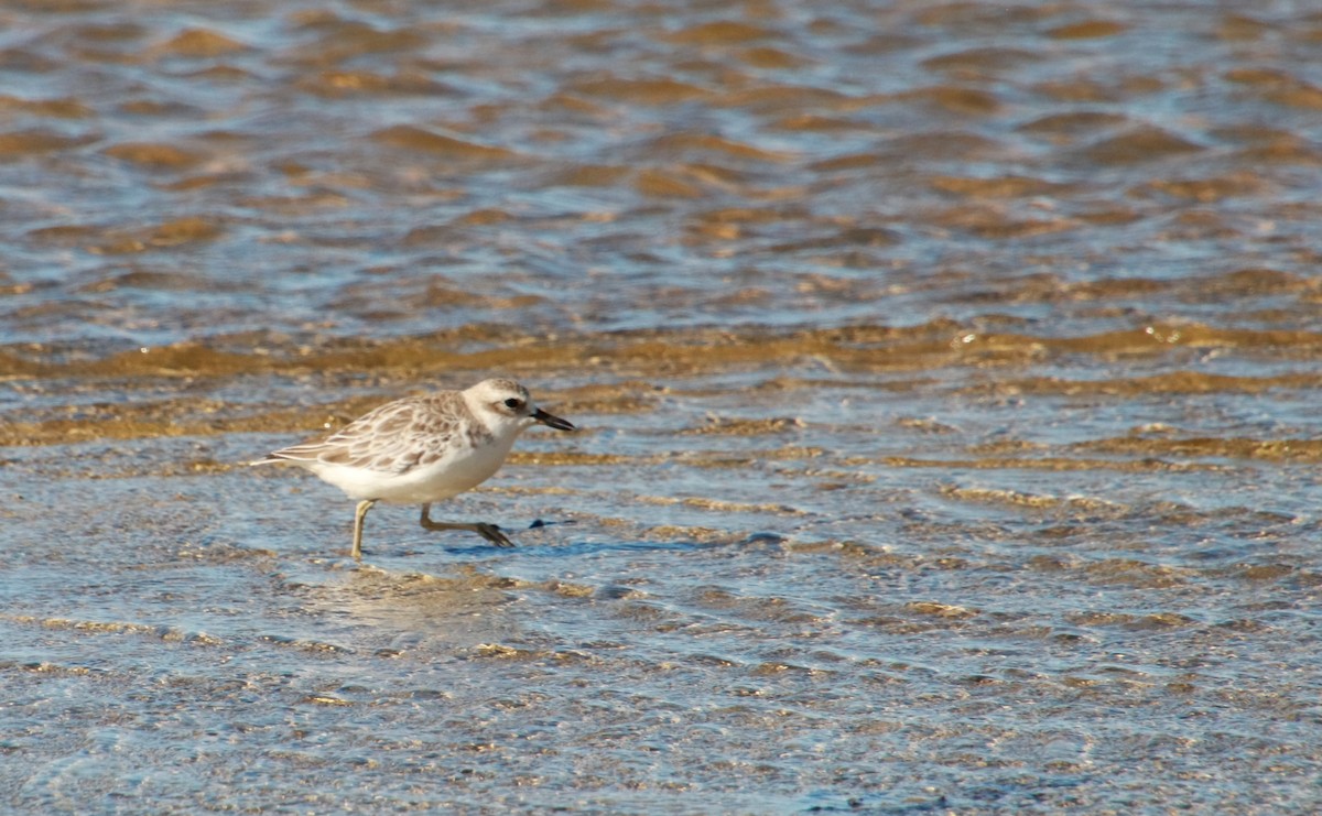 Red-breasted Dotterel - ML314209341