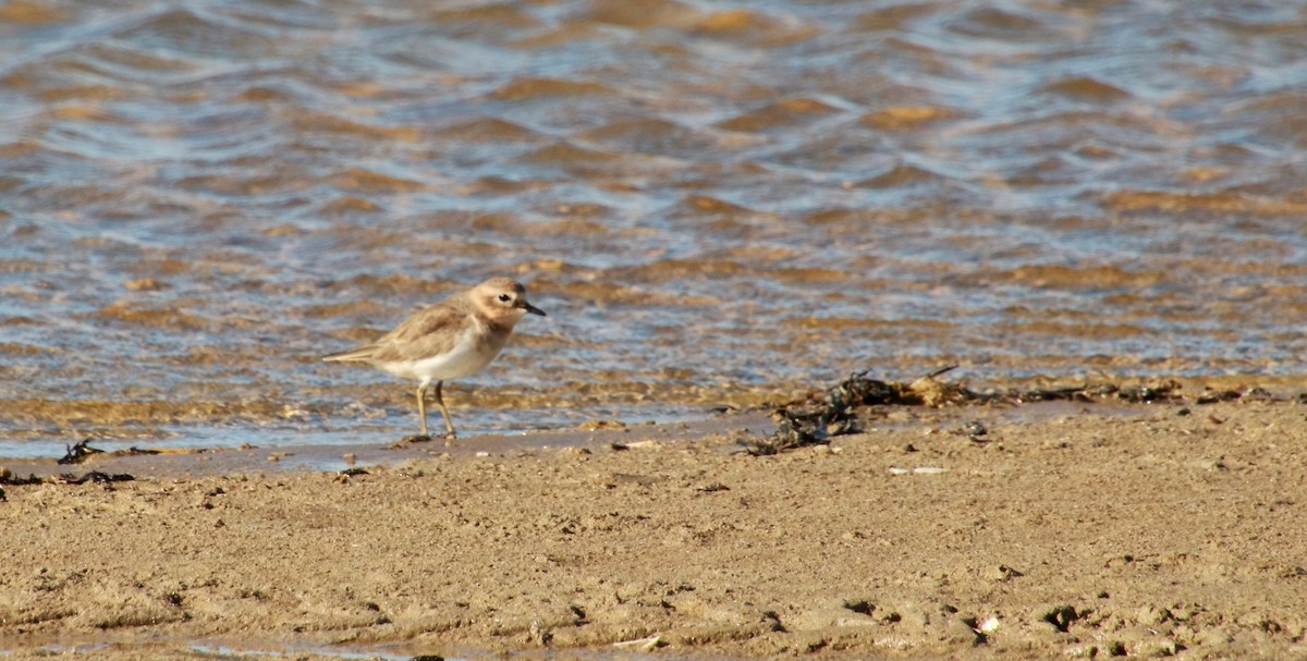 Double-banded Plover - ML314209471
