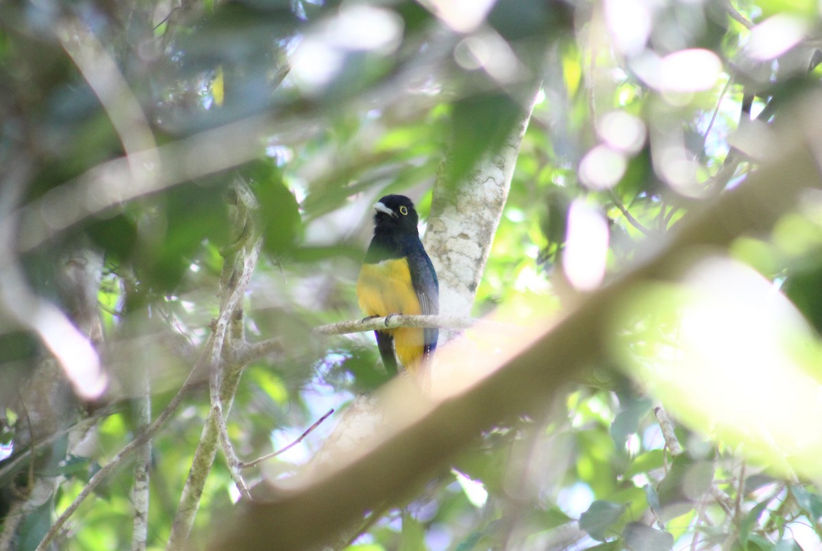 Gartered Violaceous Trogon - ML314210351