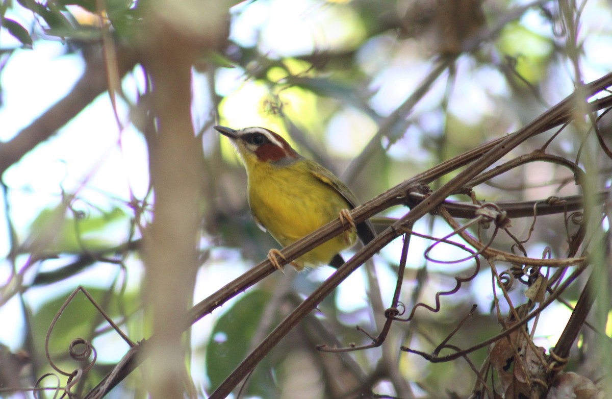 Chestnut-capped Warbler - ML314210431
