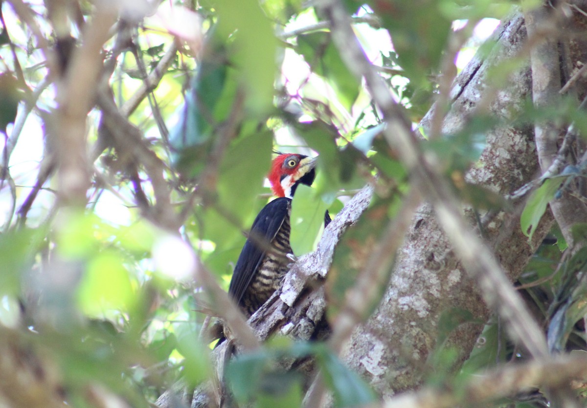 Crimson-crested Woodpecker - Gumercindo  Pimentel