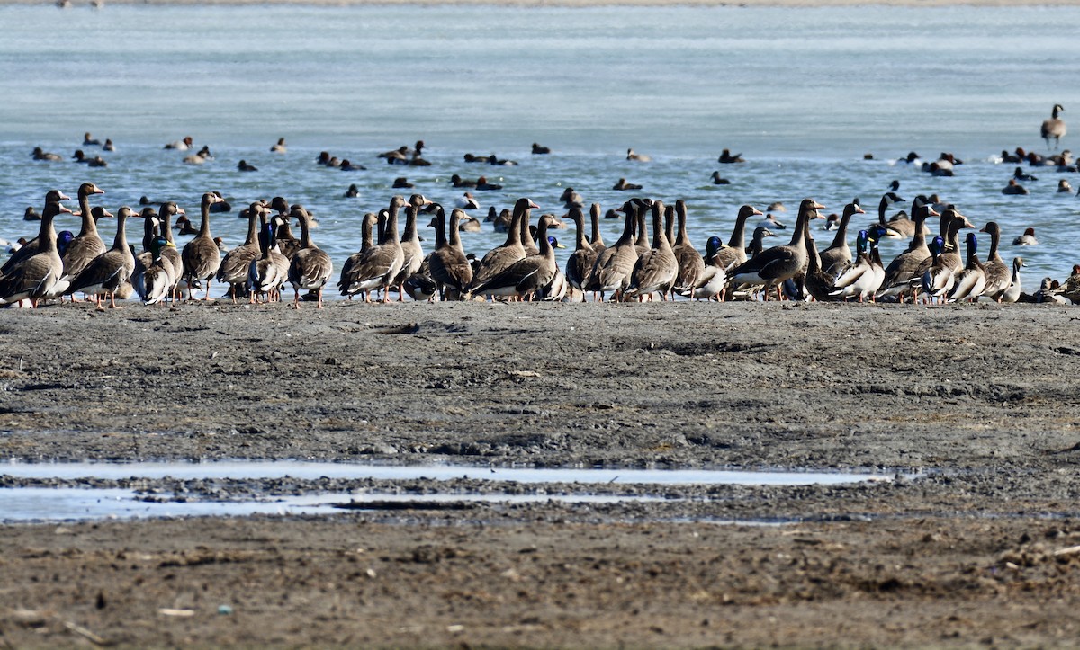 Greater White-fronted Goose - ML314212081