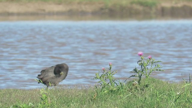 White-winged Coot - ML314213441