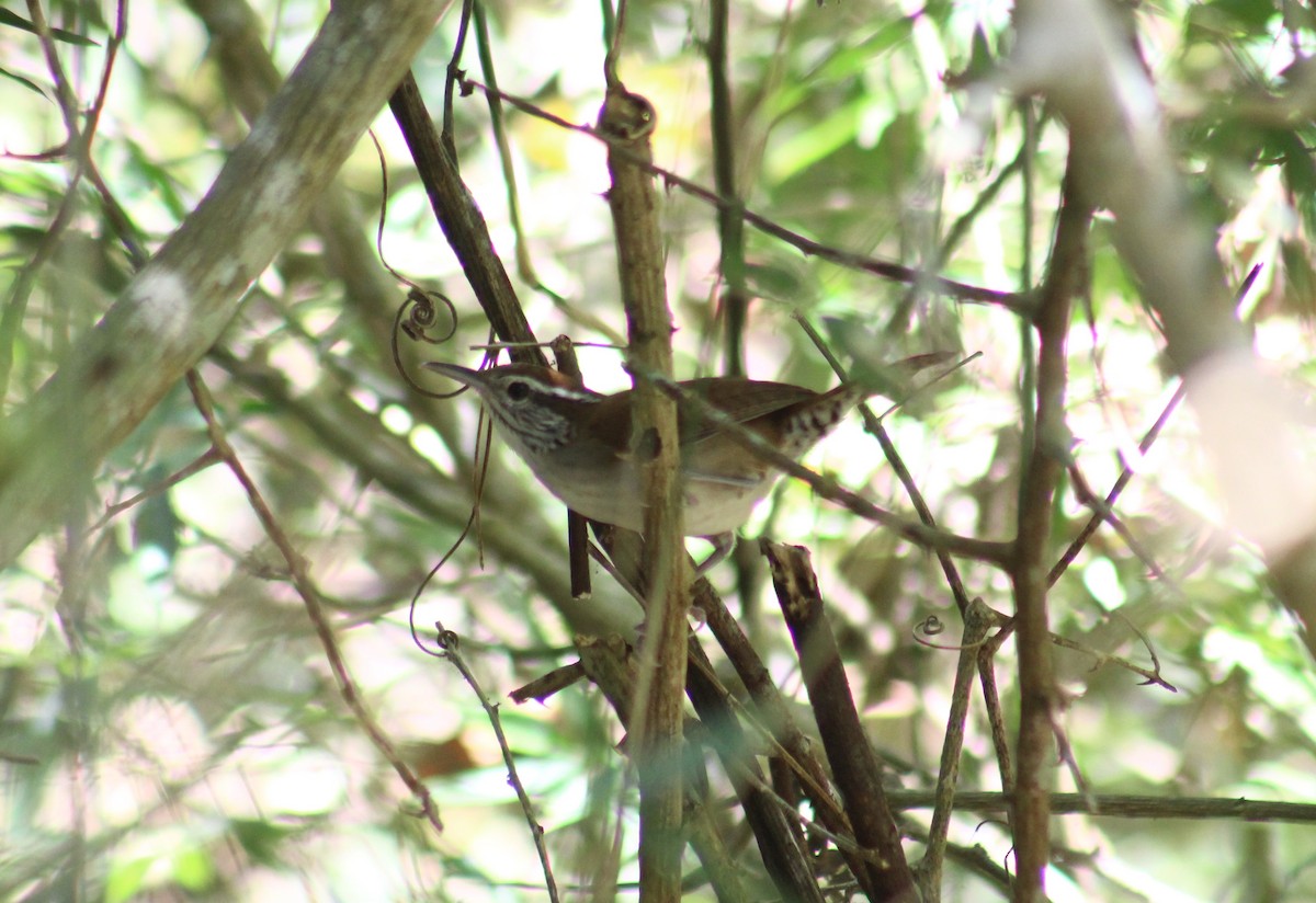 Rufous-and-white Wren - ML314213461