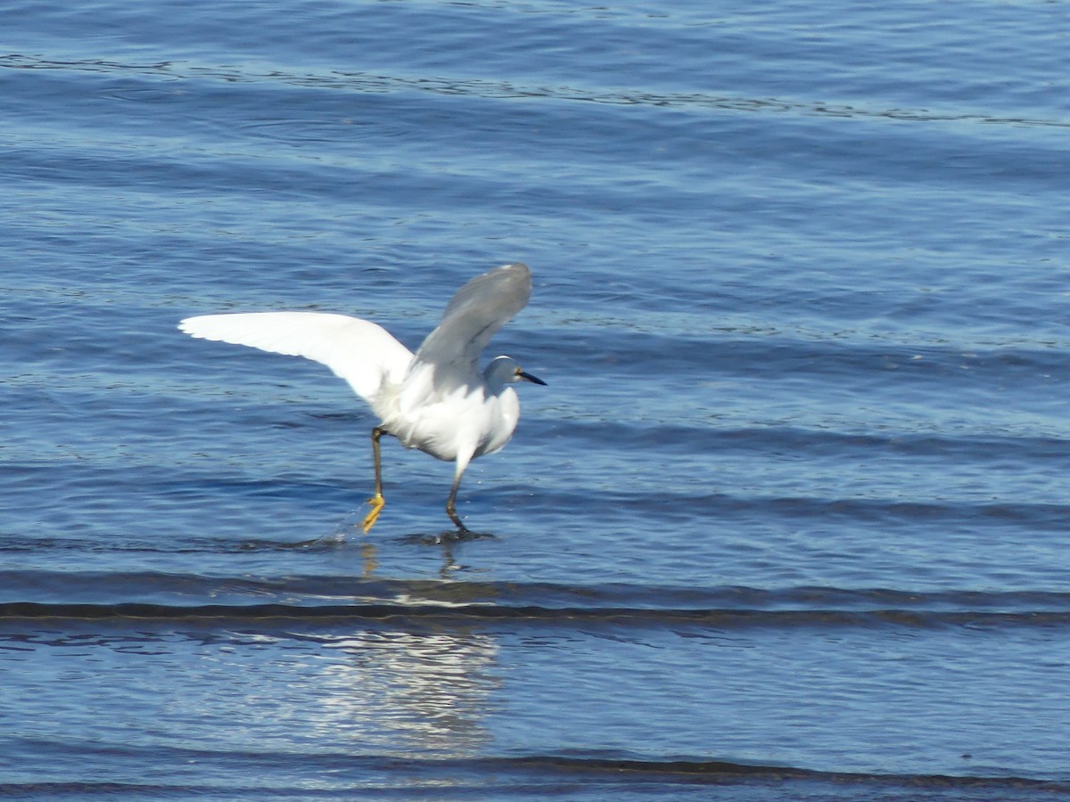 Snowy Egret - Marco Belmar