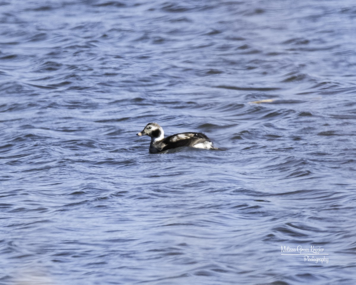 Long-tailed Duck - ML314214251