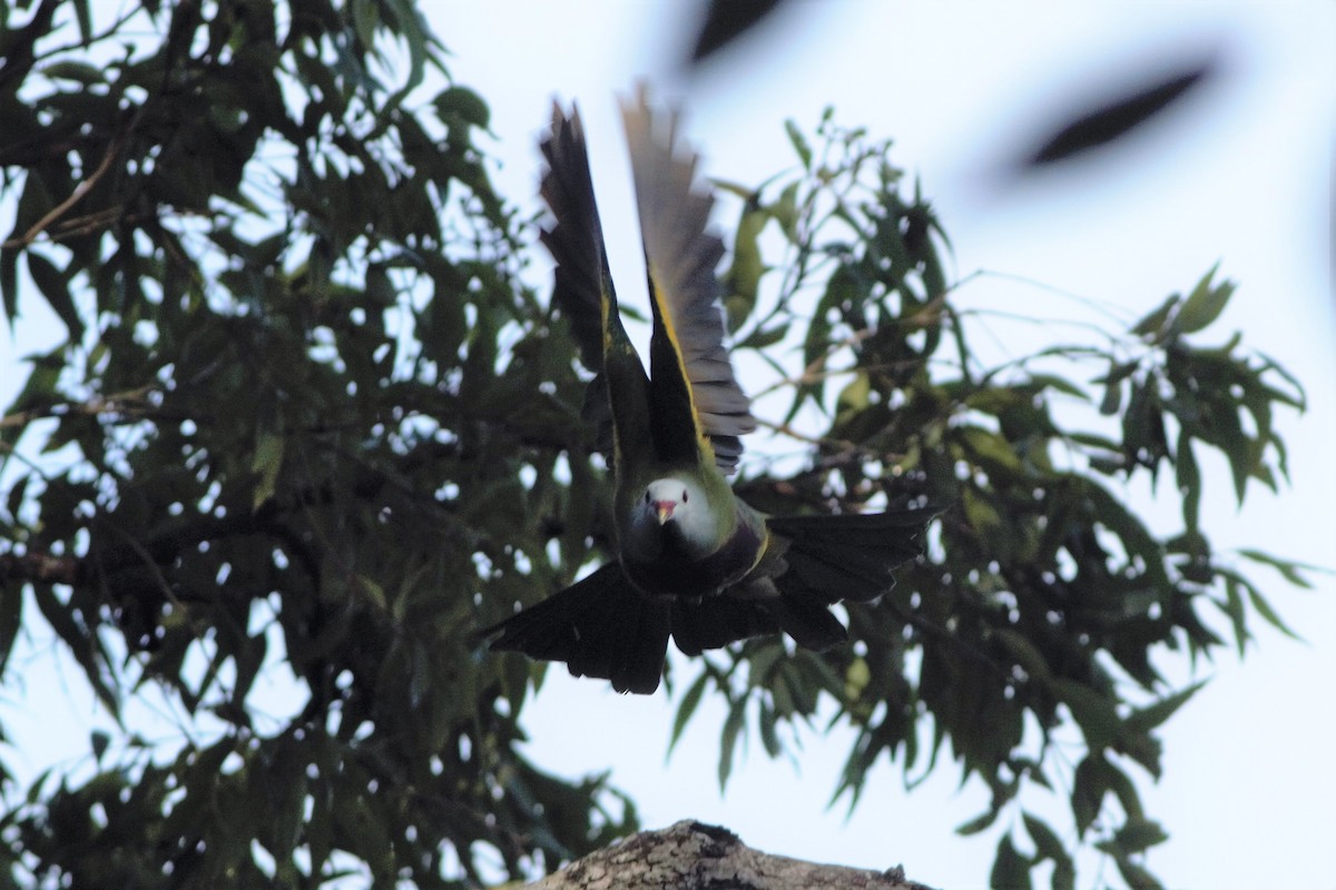 Wompoo Fruit-Dove - ML314215311