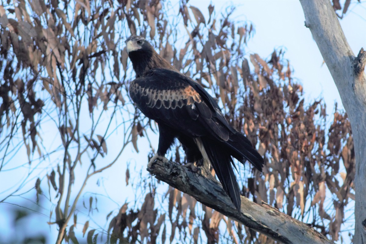 Wedge-tailed Eagle - ML314215501