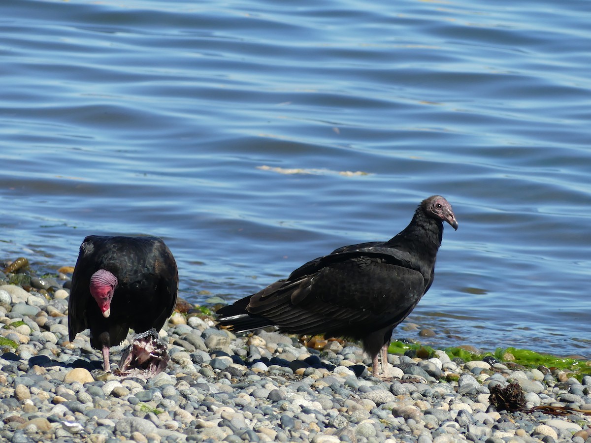 Turkey Vulture - ML314215931