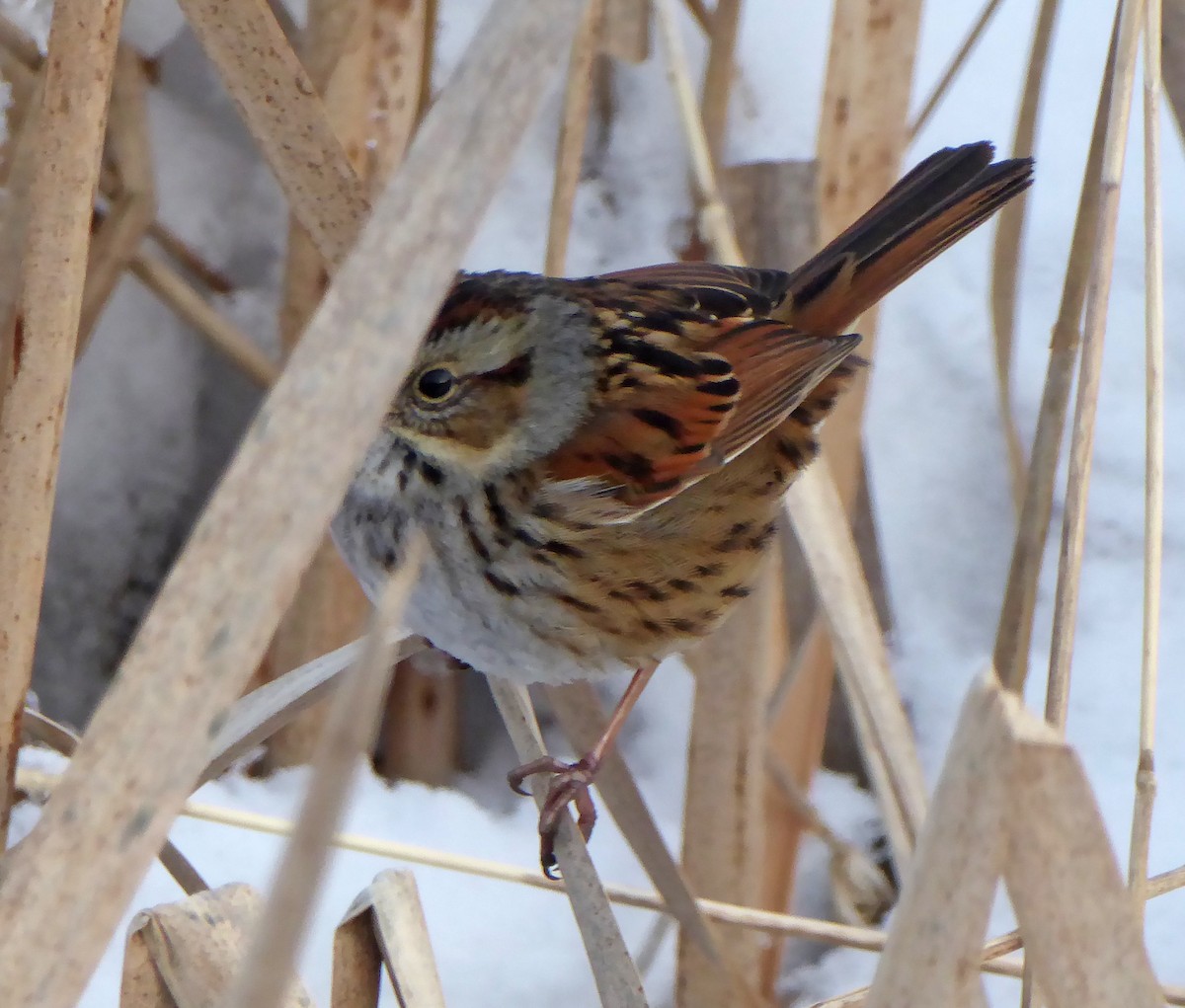 Swamp Sparrow - ML314216481