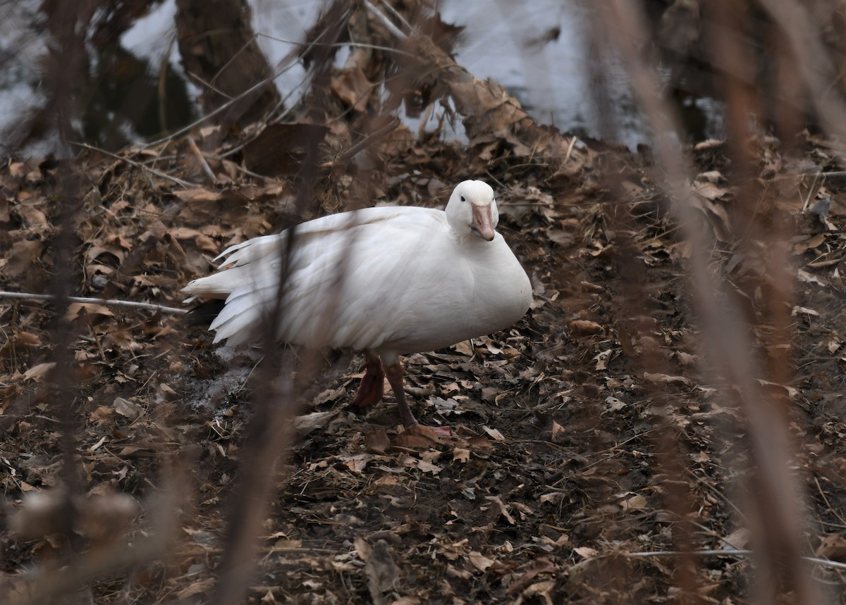 Snow Goose - Carol Hildebrand