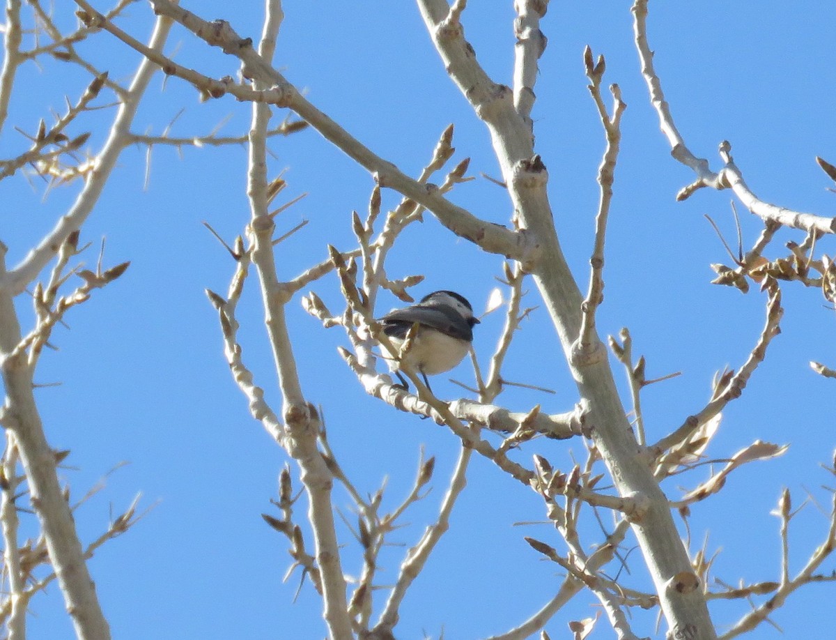 Black-capped Chickadee - ML314218821