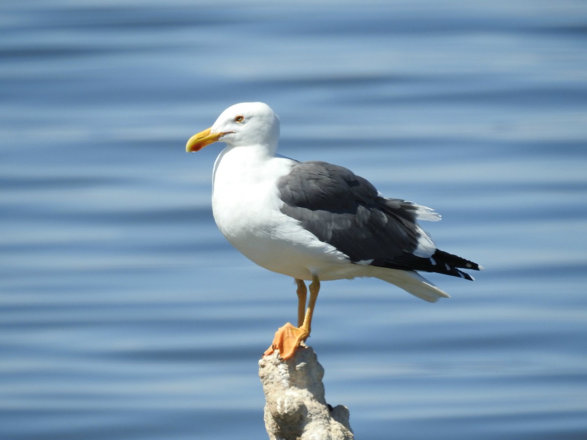 Yellow-footed Gull - Chao Jimmy Wu