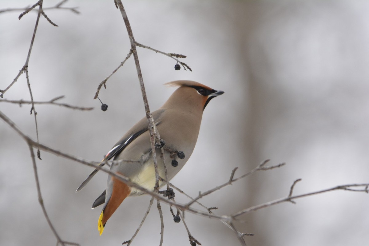 Bohemian Waxwing - John Cree