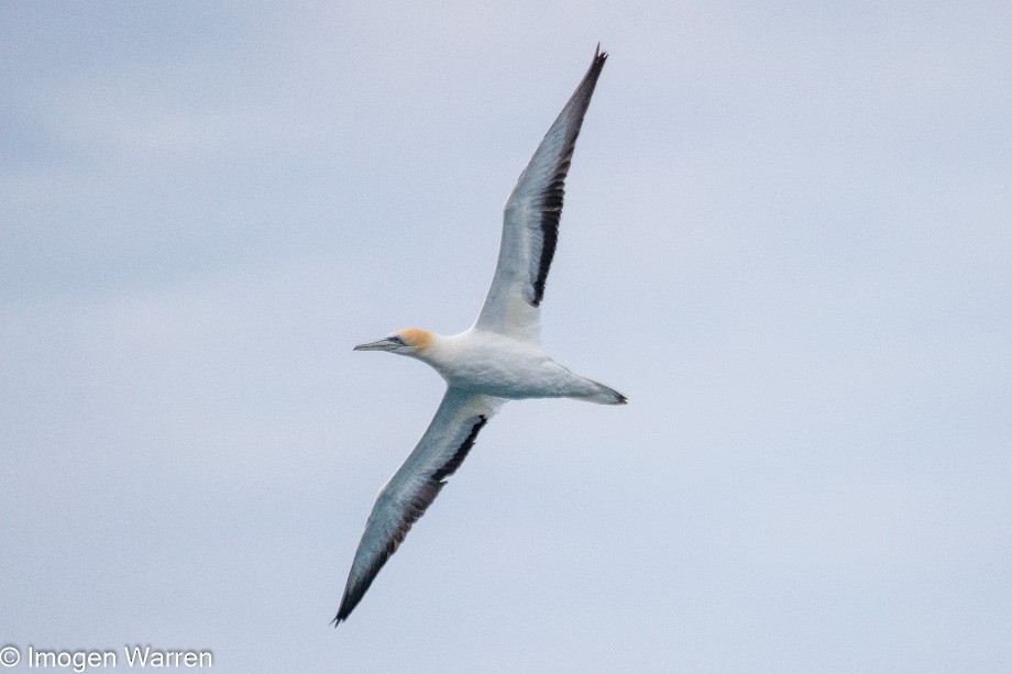 Australasian Gannet - ML314225291