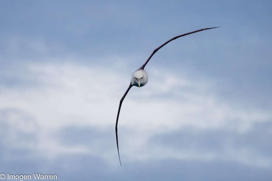 albatros šelfový (ssp. steadi) - ML314225651