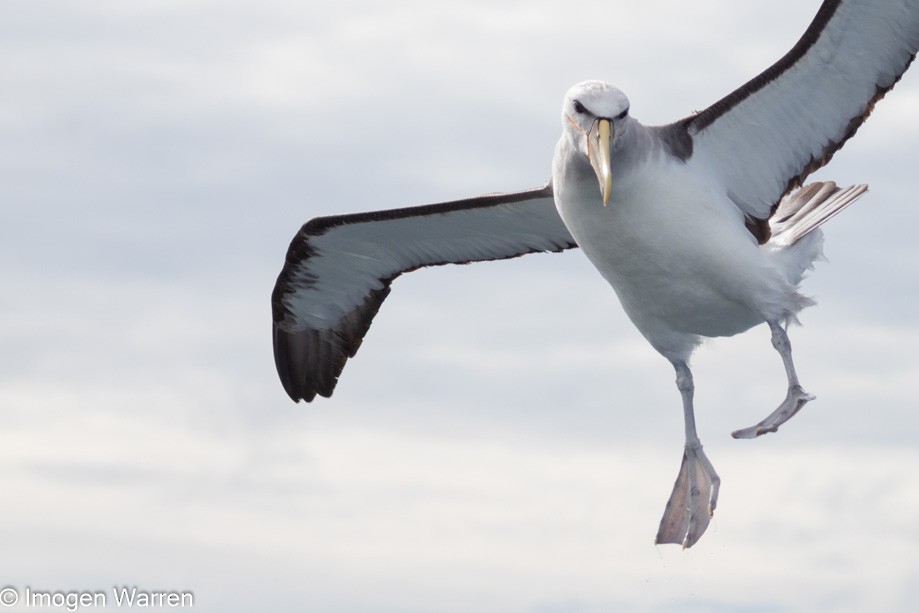 albatros snarský - ML314225701