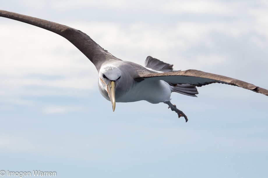 Salvin's Albatross - ML314225761