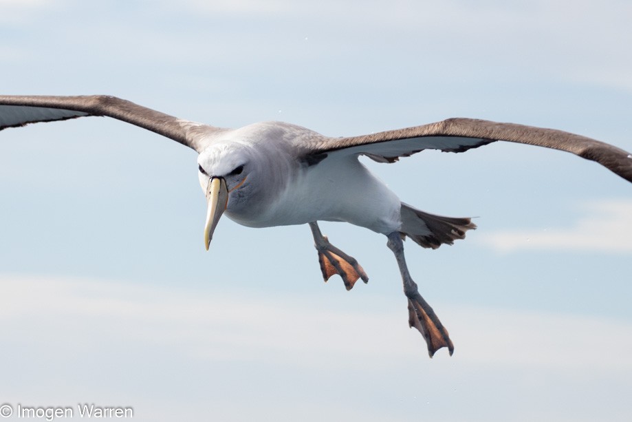 Salvin's Albatross - ML314225791