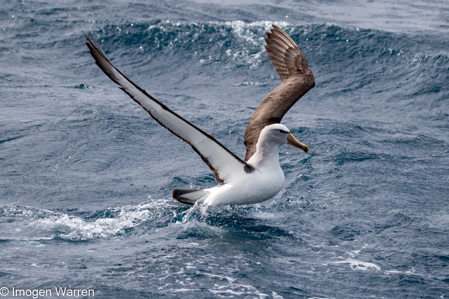 Salvin's Albatross - ML314225941