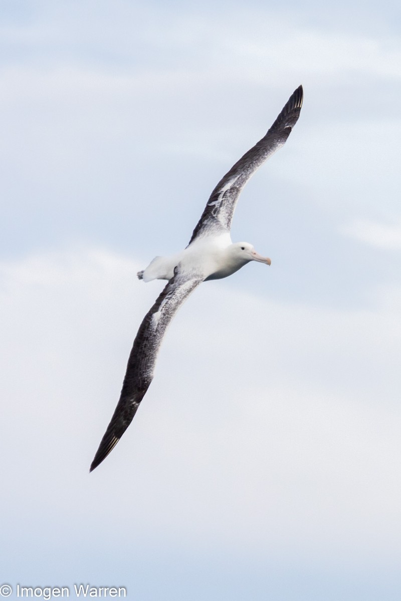 albatros královský - ML314226061