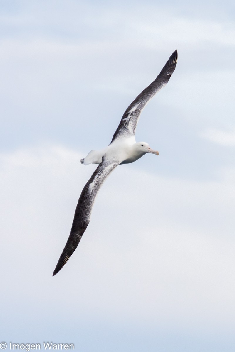 Southern Royal Albatross - ML314226061