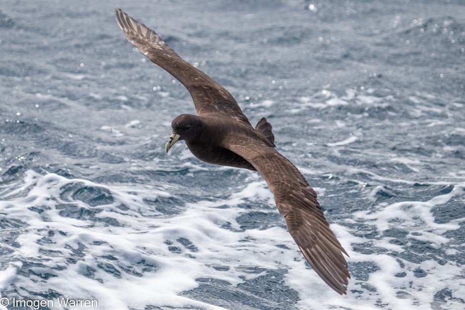 White-chinned Petrel - ML314226141