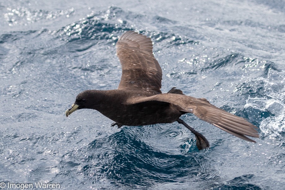 White-chinned Petrel - ML314226161